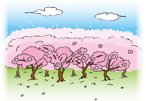 満開の桜